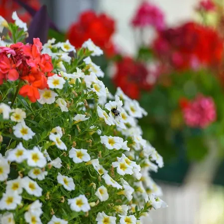 Pensionat Beba - Peaceful Location Trogir