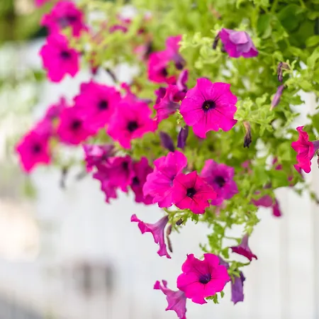 Beba - Peaceful Location