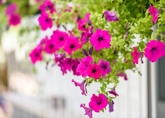 Beba - Peaceful Location